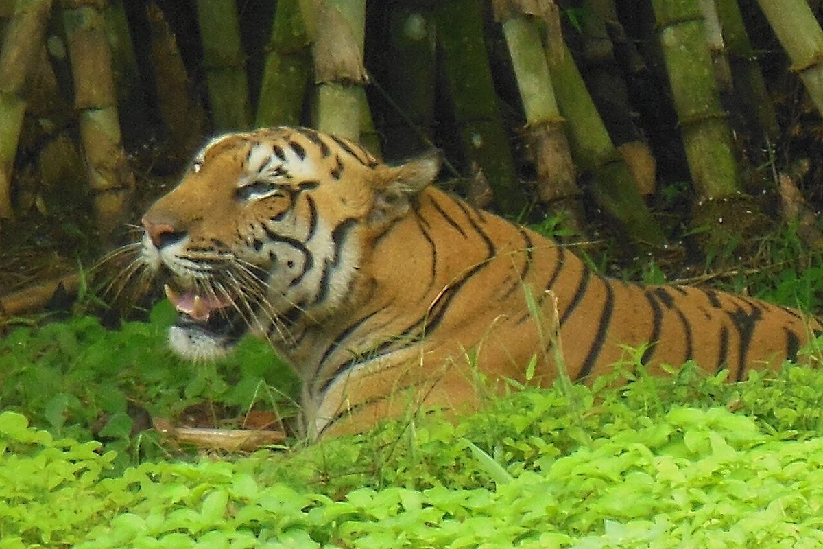 A Bengal tiger at the real Sepahijala zoological park
