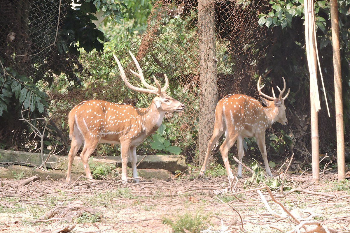 Spotted deer at the real Sepahijala Wildlife Sanctuary on the optional return stop